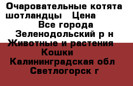 Очаровательные котята шотландцы › Цена ­ 2 000 - Все города, Зеленодольский р-н Животные и растения » Кошки   . Калининградская обл.,Светлогорск г.